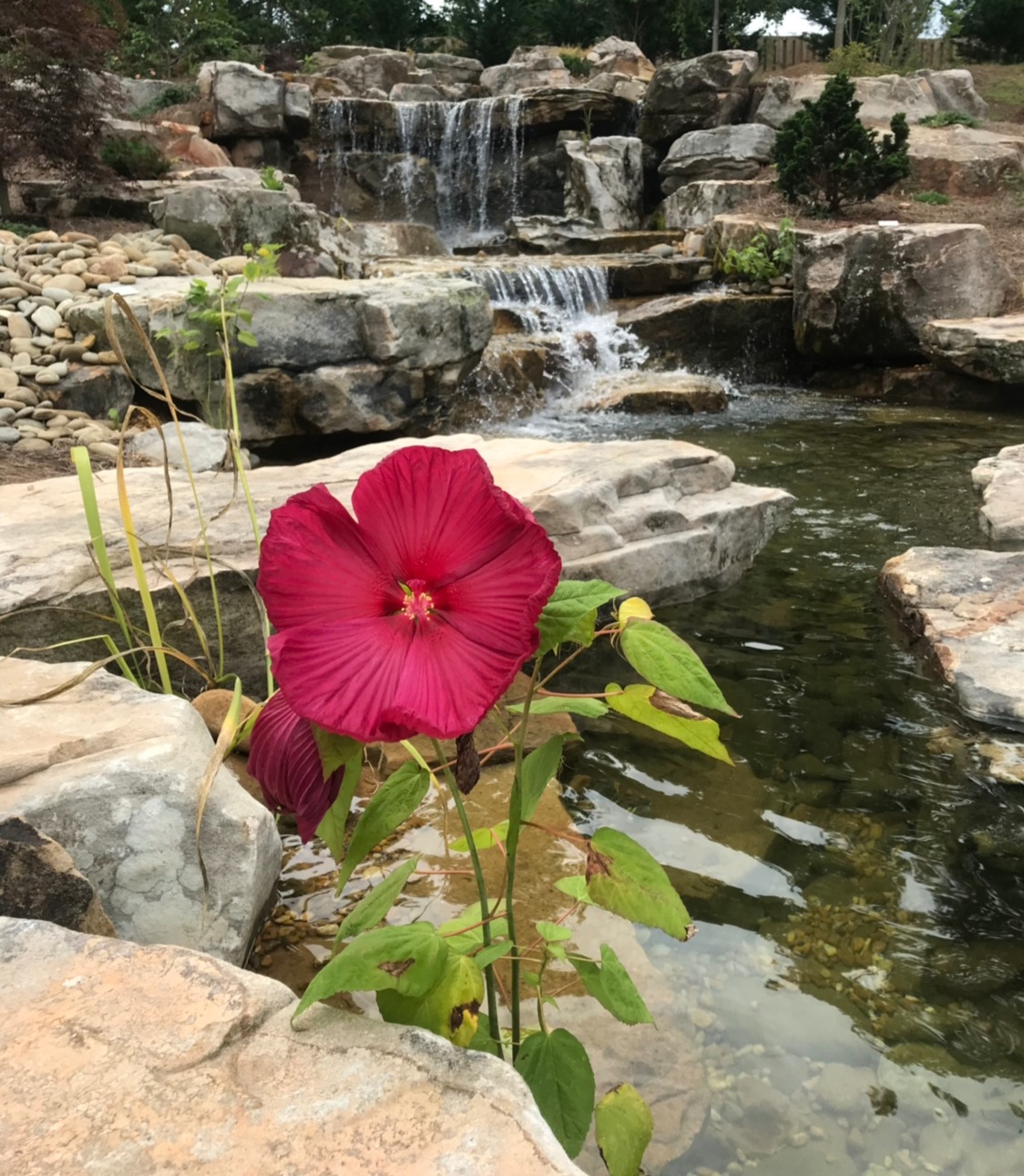 Pond Services Pond Services