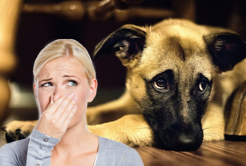 pet odor removal pet odor removal
