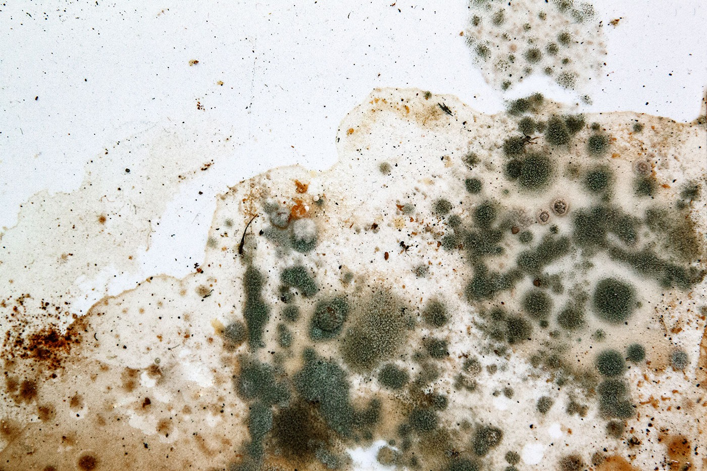mold testing mold testing
