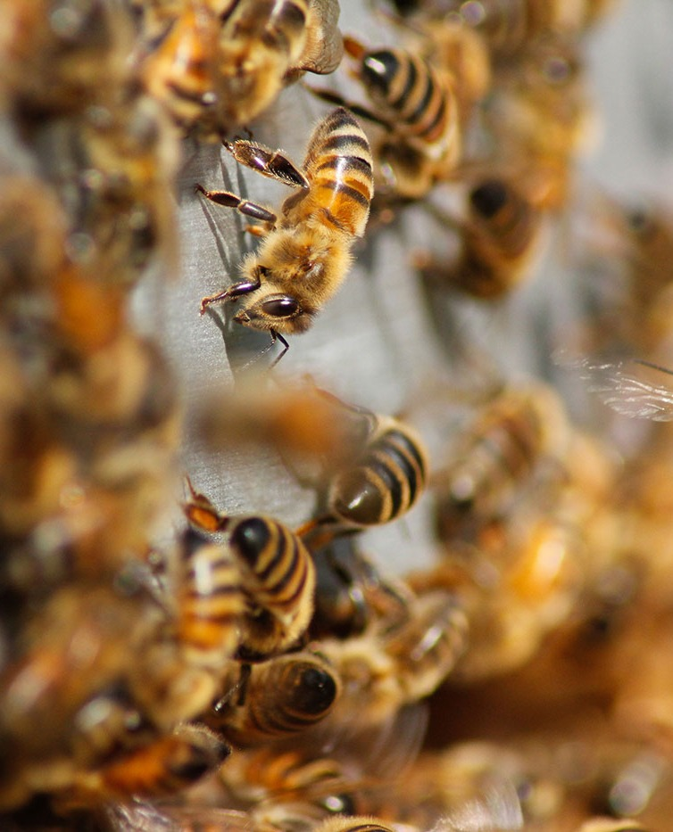 Infestations Infestations