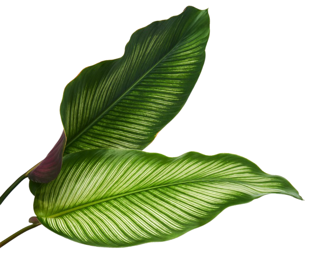 leaf