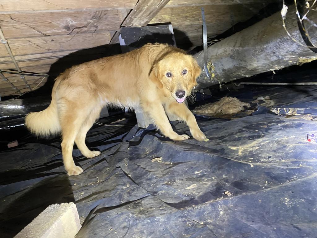  Dog was living in the crawlspace
