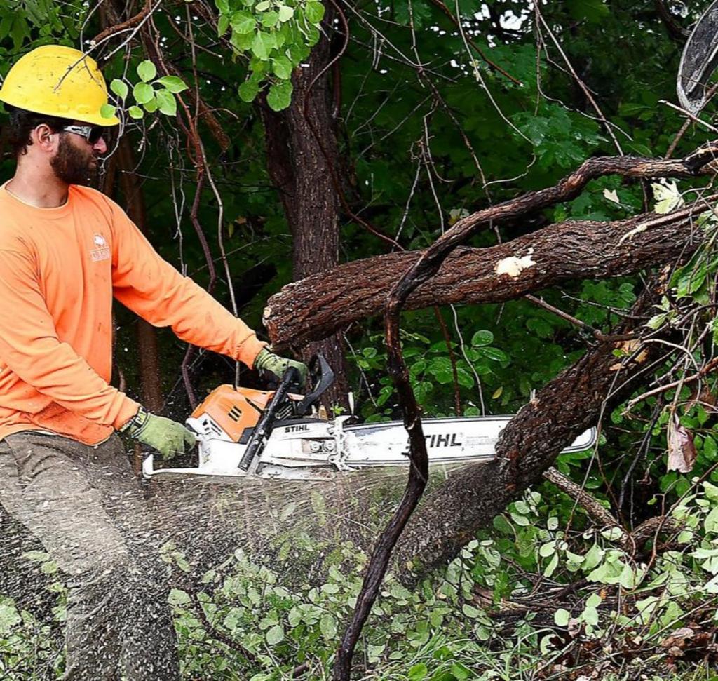 Tree Services Tree Services
