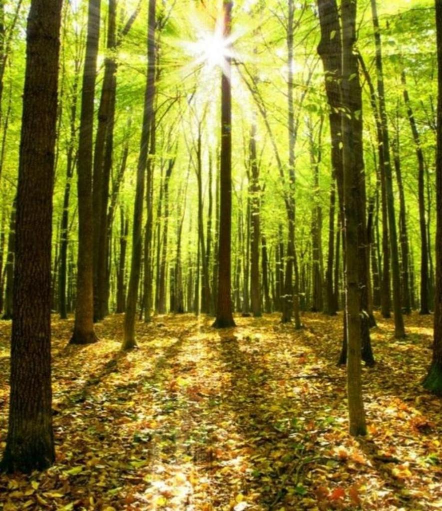 Mature Tree Preservation