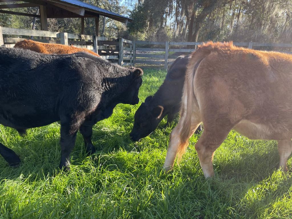 Compost Cow Manure 1