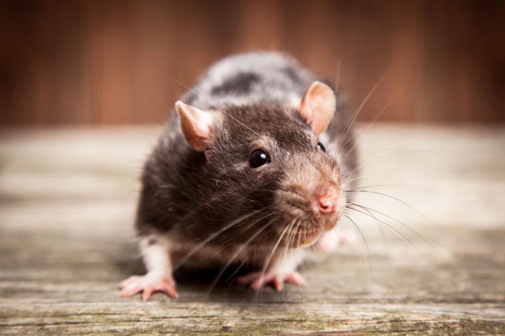 RODENTS