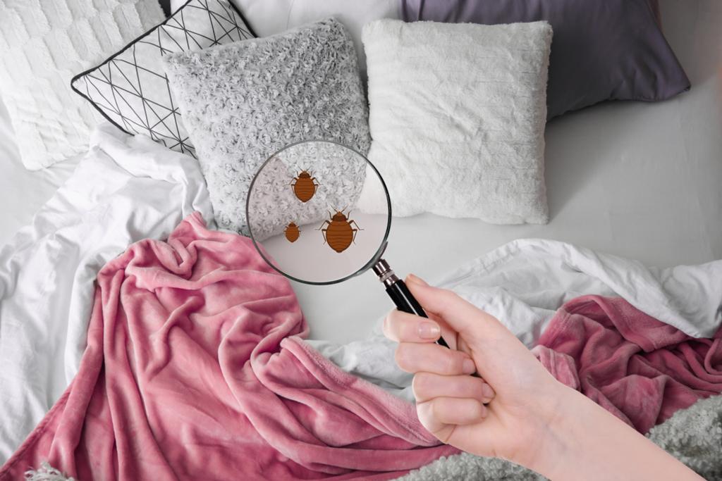 BED BUGS