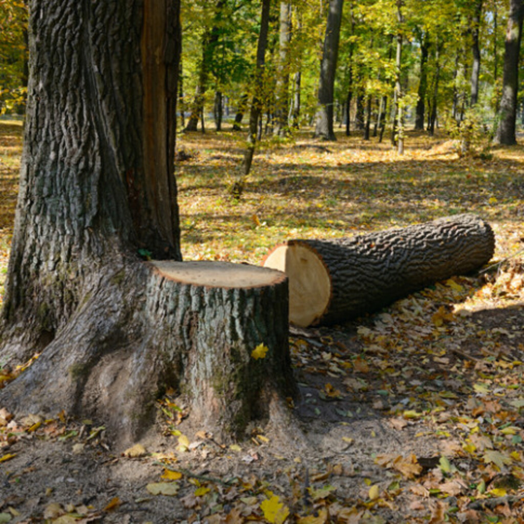 Paradise Tree Service Tree Service In Nipomo Ca