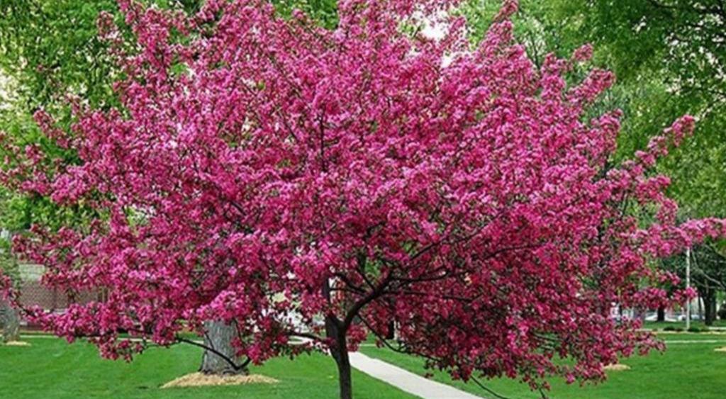 Crabapple Tree
