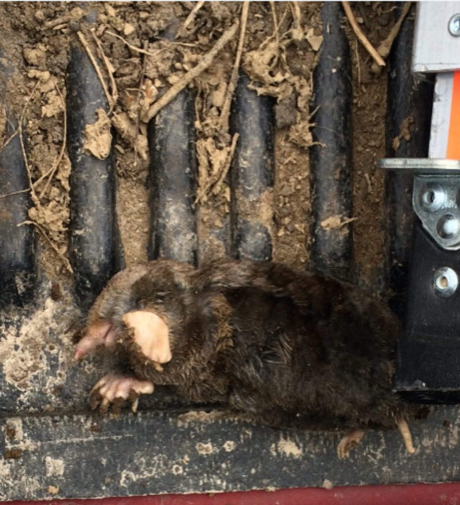Gallery | Critter Removal Indianapolis | Pest Control Company | Columbus,OH