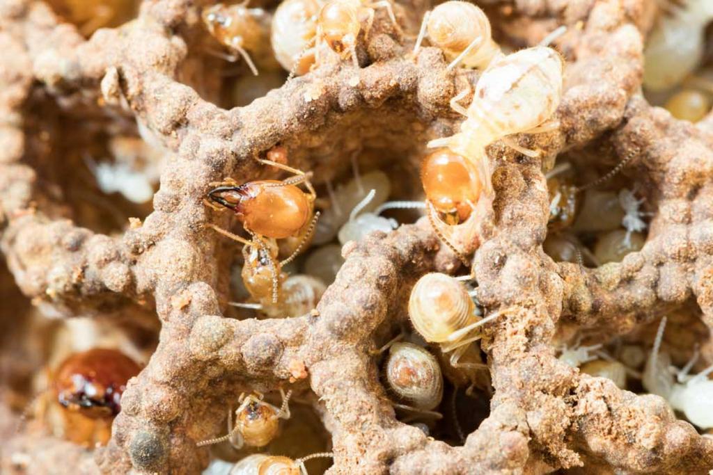 TERMITES Gonzalez Pest Control Pest Control in Chickasha, OK
