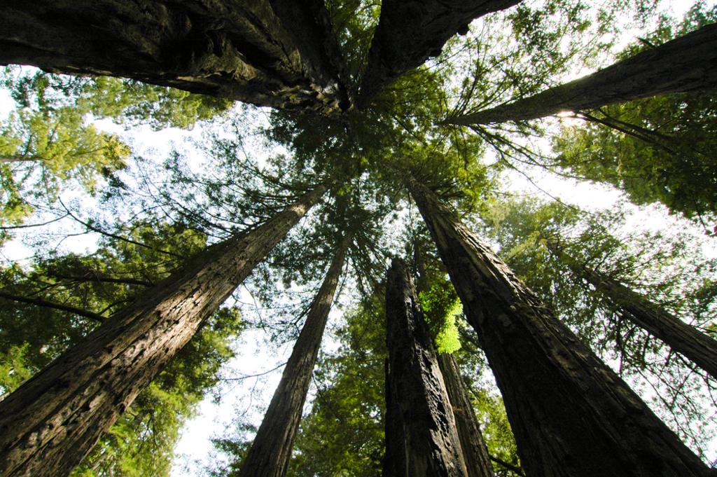 Pena Tree Care And Services LLC Tree Service in