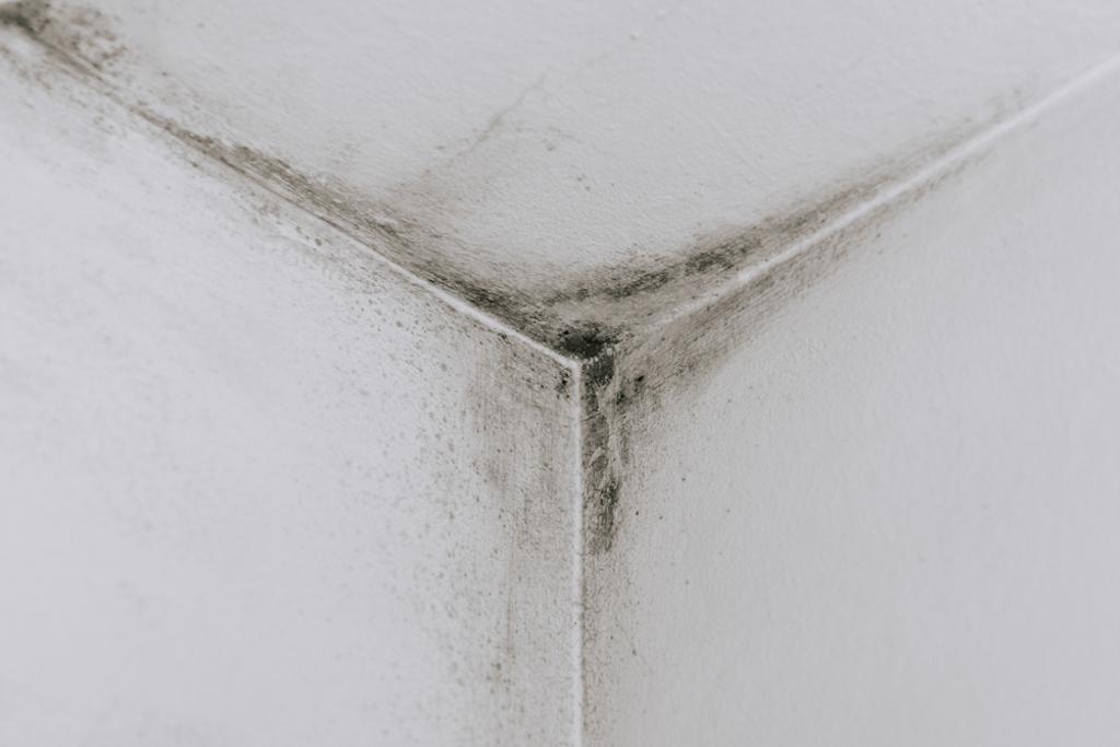 Mold Removal