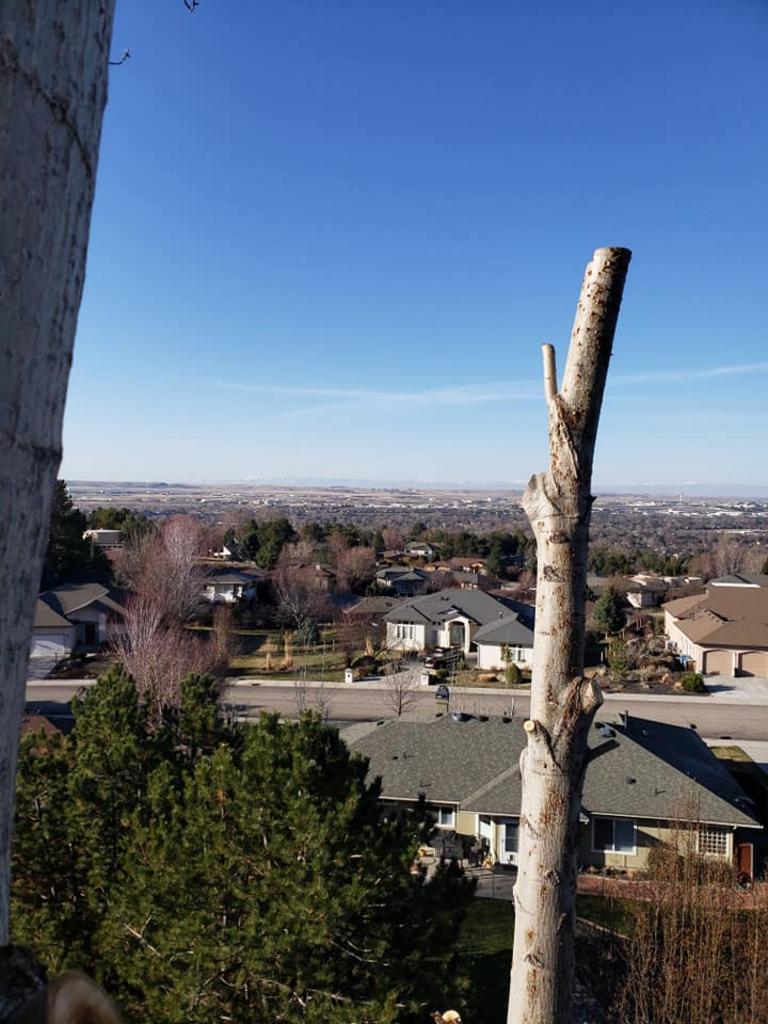 Tapsons Tree Service