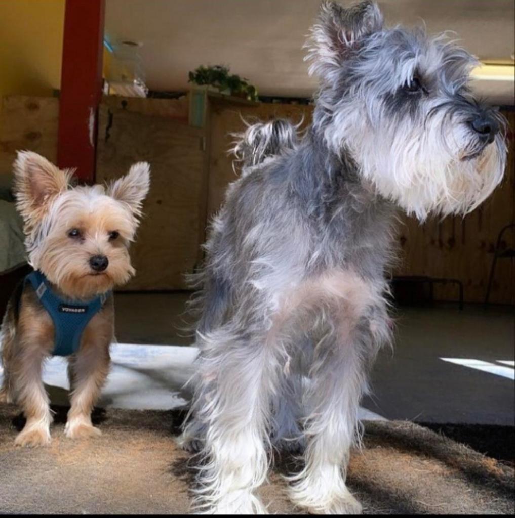 Foxy Roxys Pet Boarding Service in Austin, TX