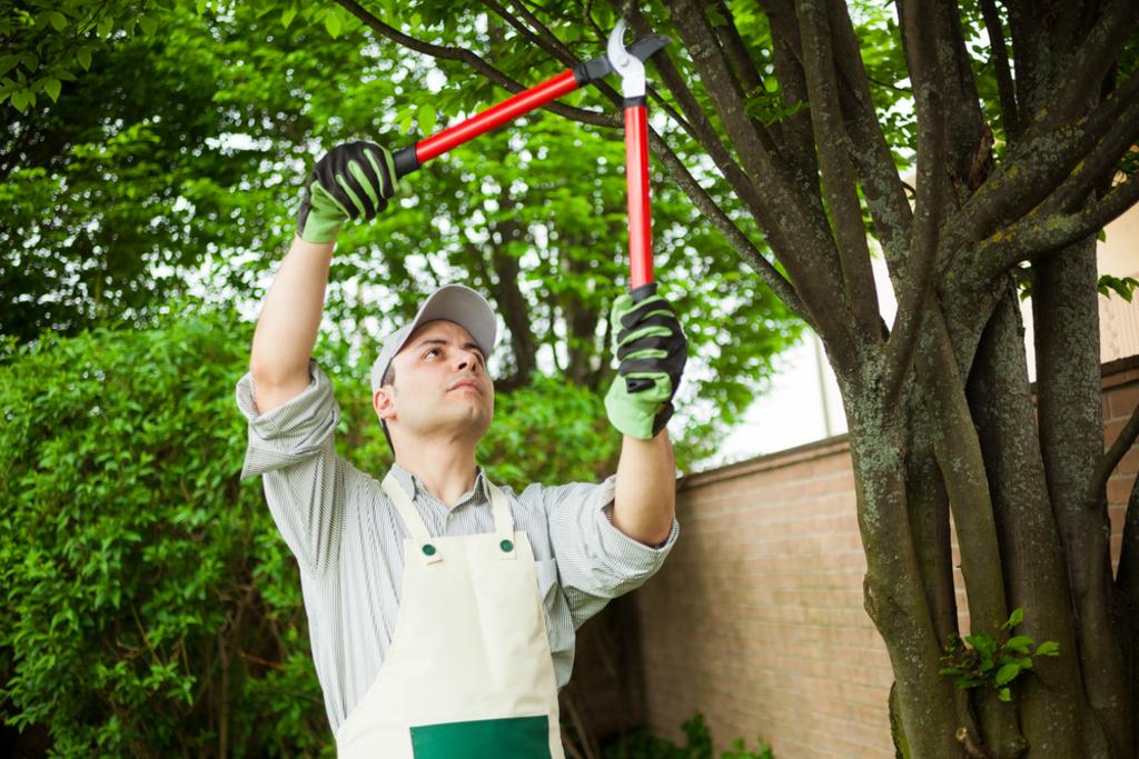 A Plus Tree Service Inc. Tree Service in Santa Fe, NM