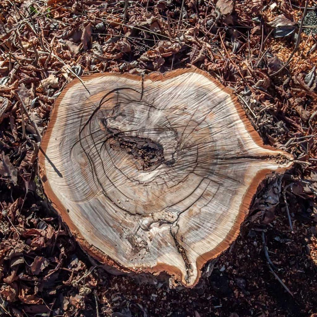 Tree Removal