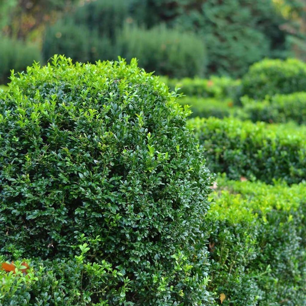 Shrubs &amp; Hedges