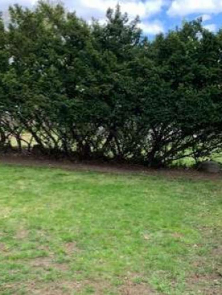 Blue Pine Snow & Landscaping