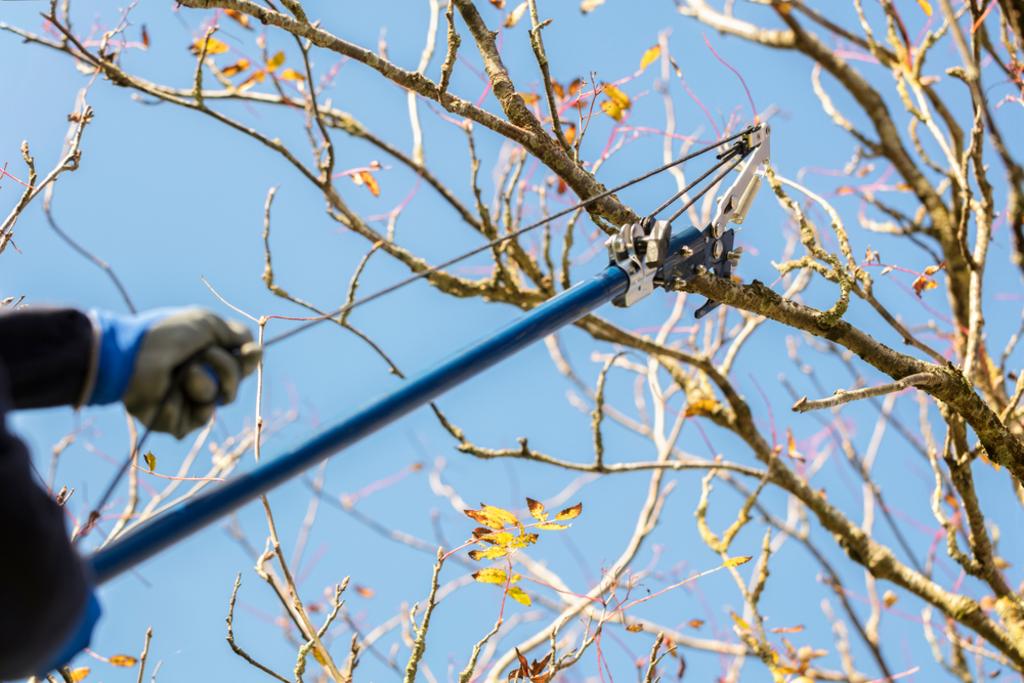 PRUNING