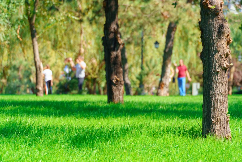 LAWN CARE