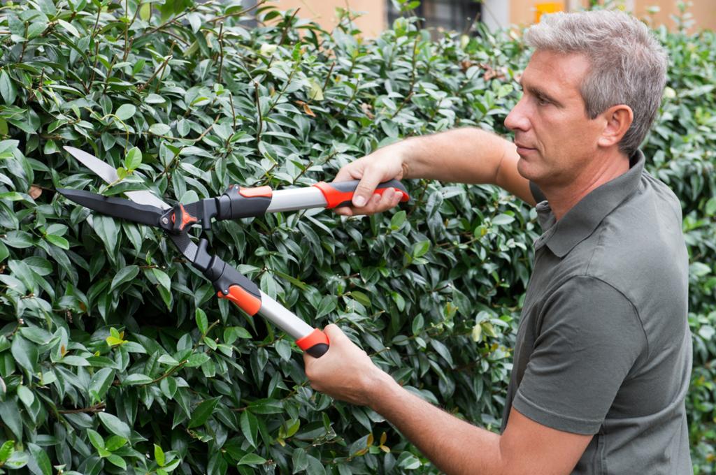 SHRUB TRIMMING
