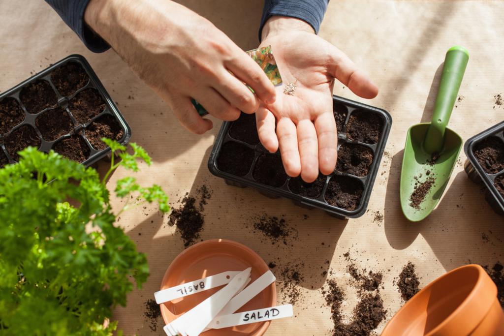 Seeding