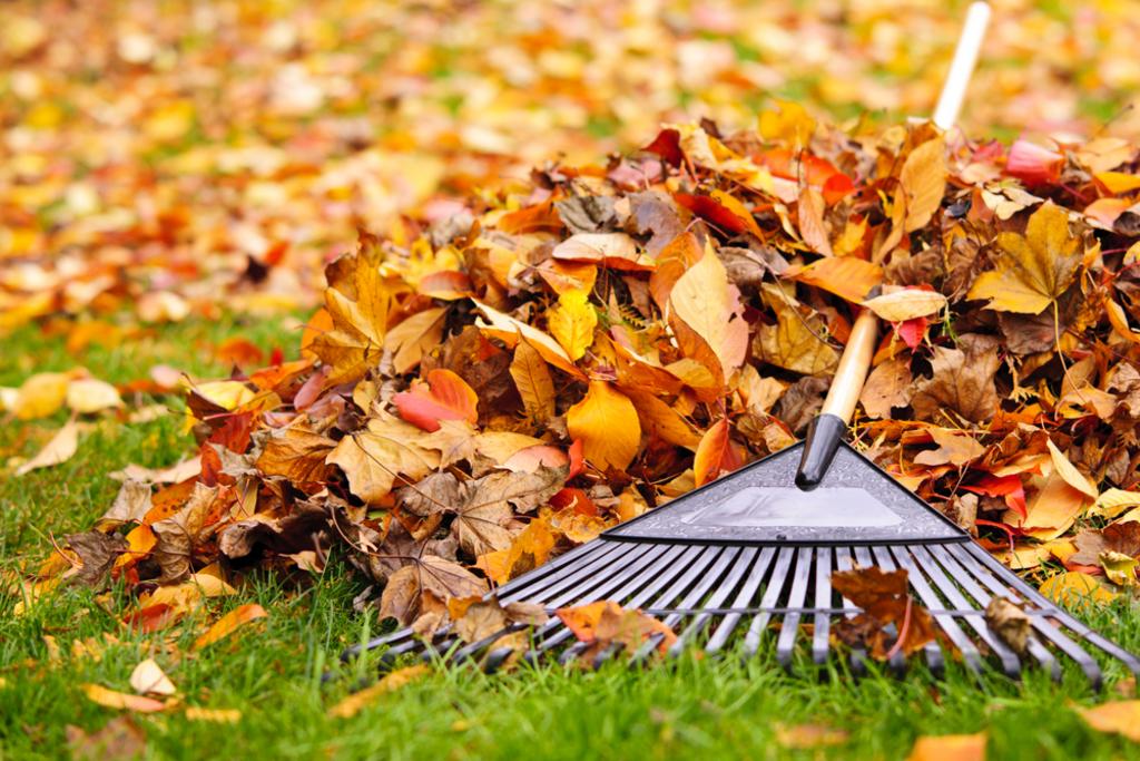 Leaf/Brush Removal