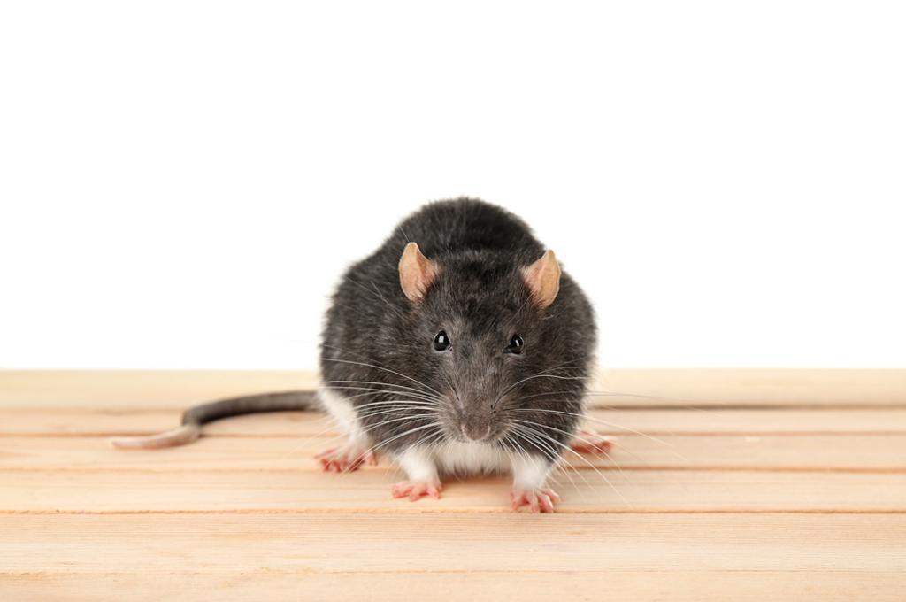 RAT EXTERMINATION