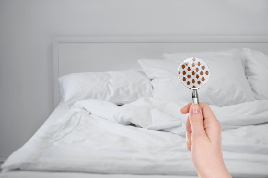 BED BUG