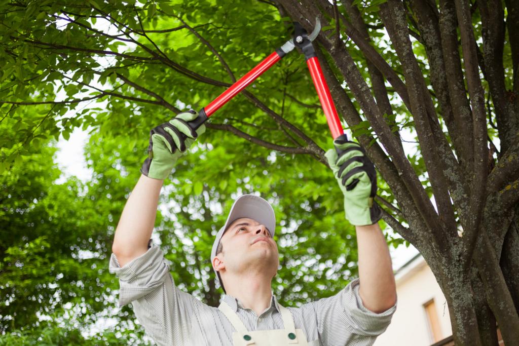 TREE TRIMMING