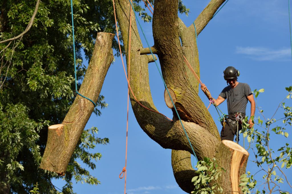 TREE REMOVAL