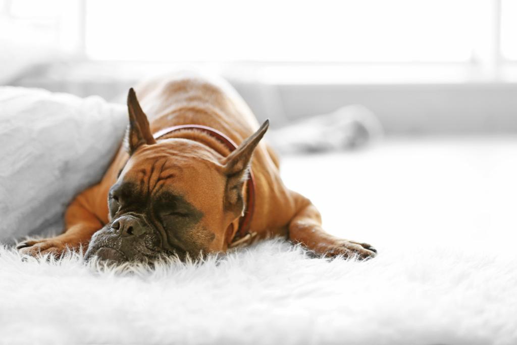 Pet Stains And Odor Removal