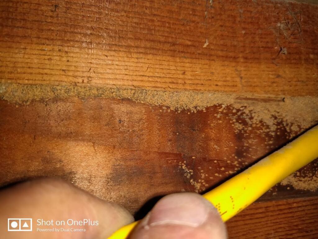 First Termite Solution Inc