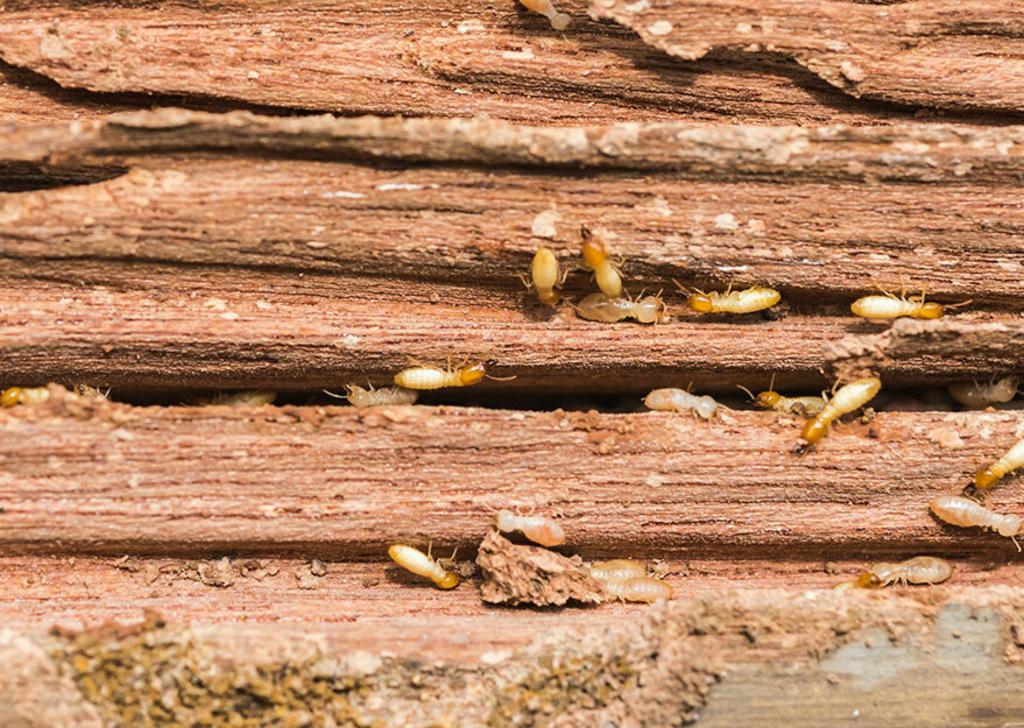 Drywood Termite