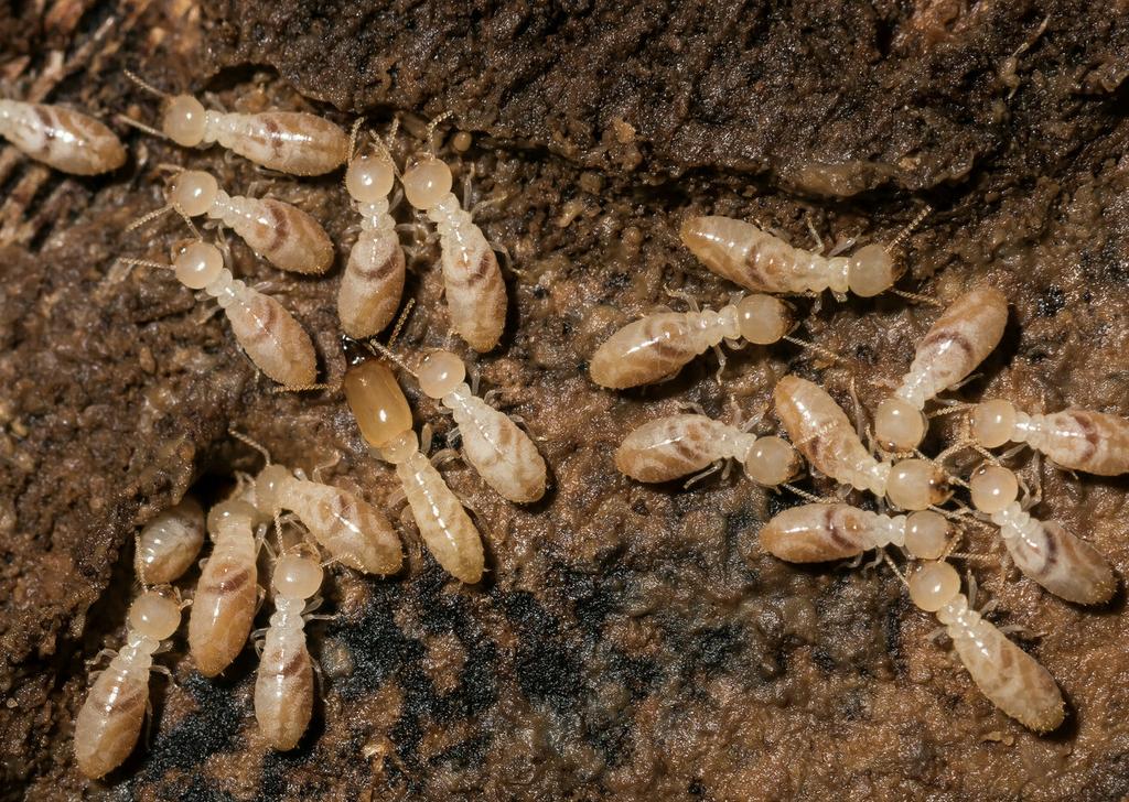 Subterranean Termite