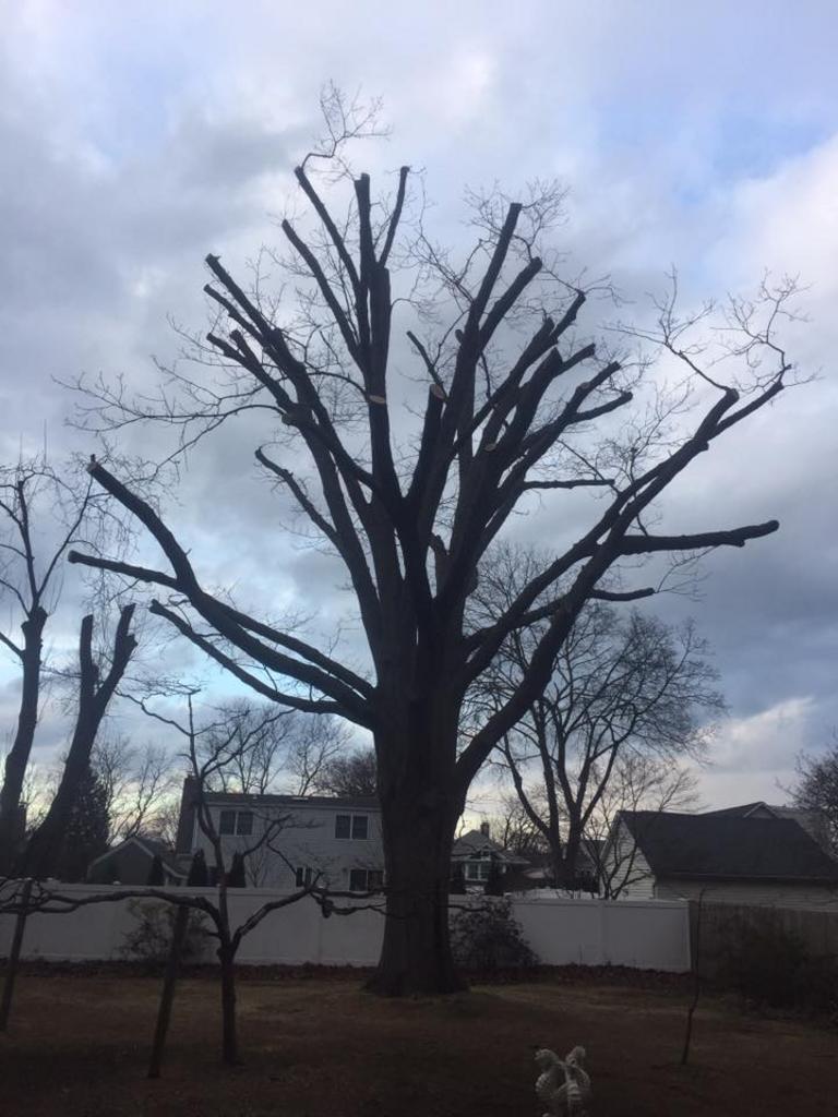  Posillico Tree and Landscape