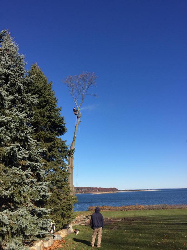  Posillico Tree and Landscape