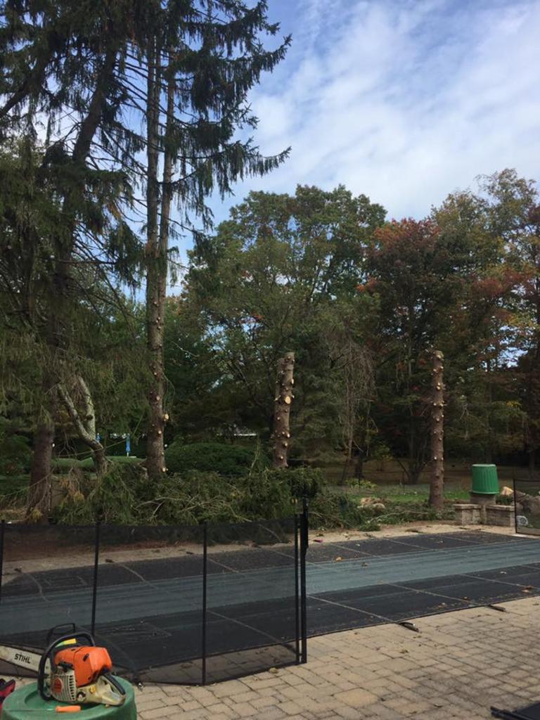  Posillico Tree and Landscape