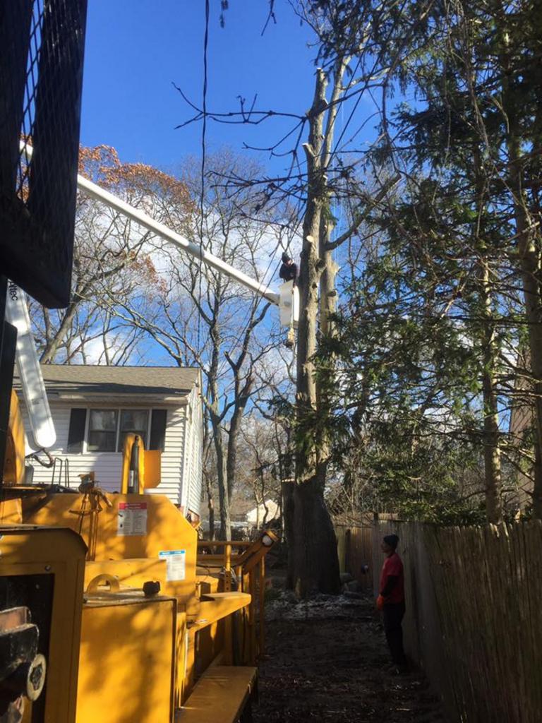  Posillico Tree and Landscape