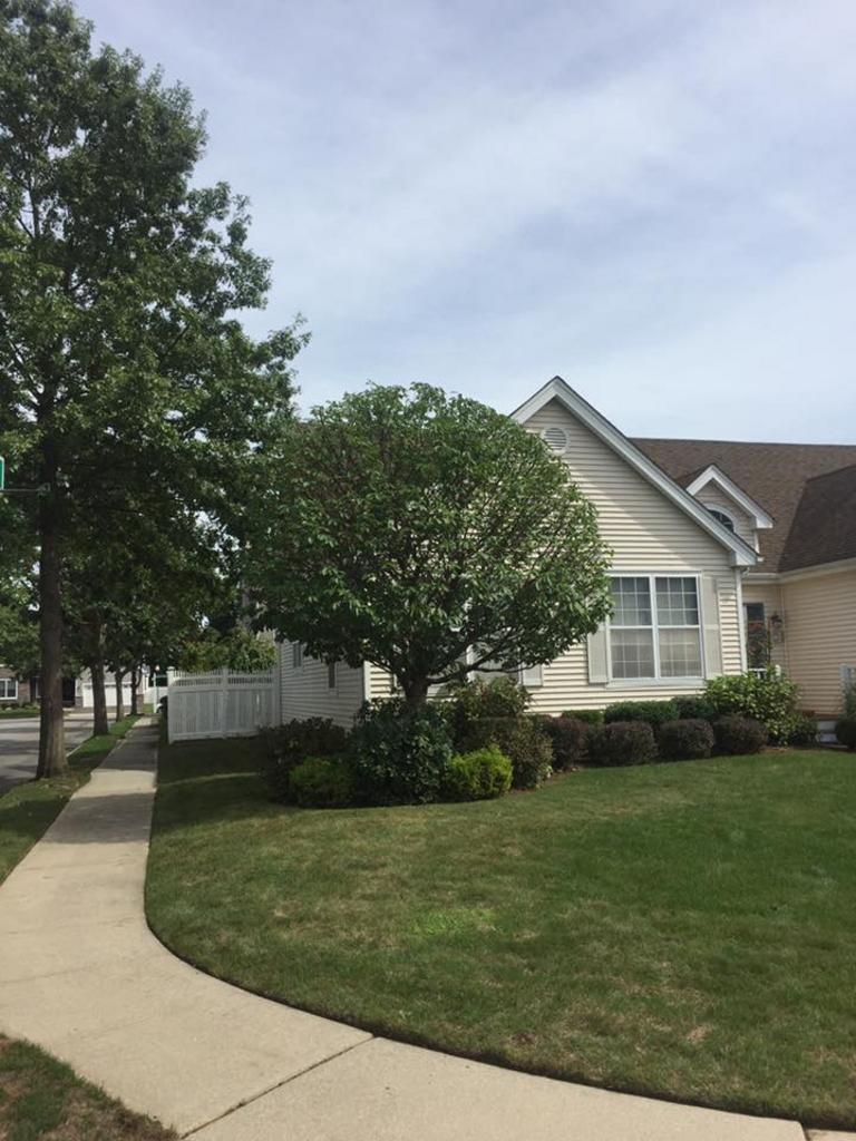  Posillico Tree and Landscape