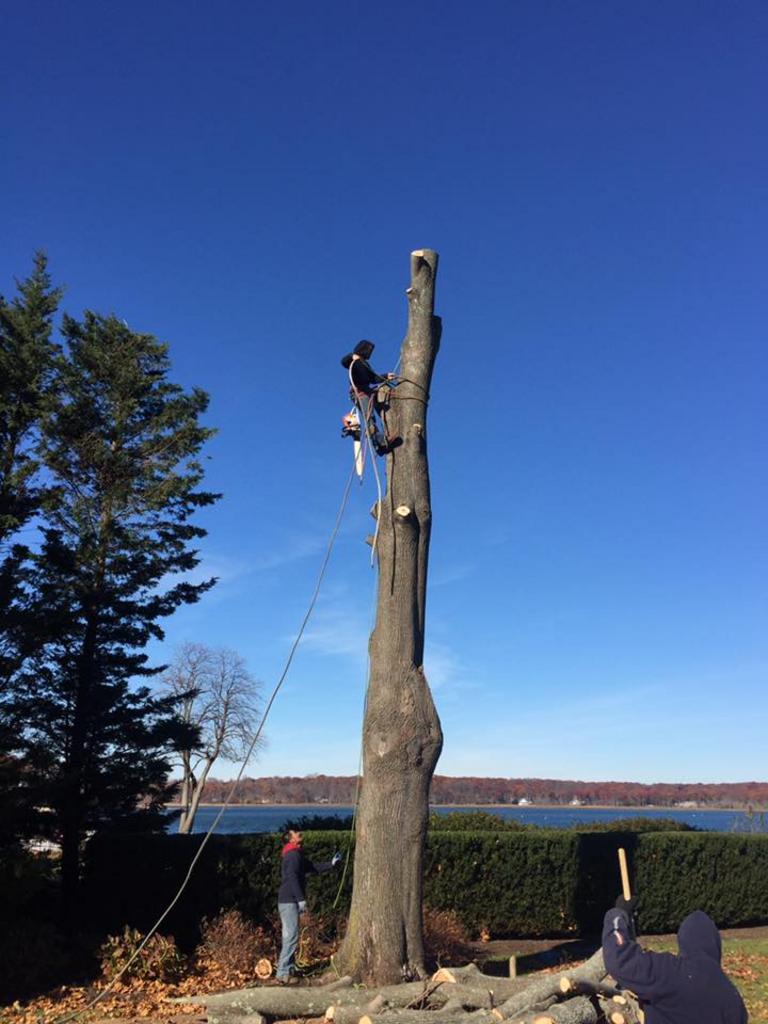  Posillico Tree and Landscape