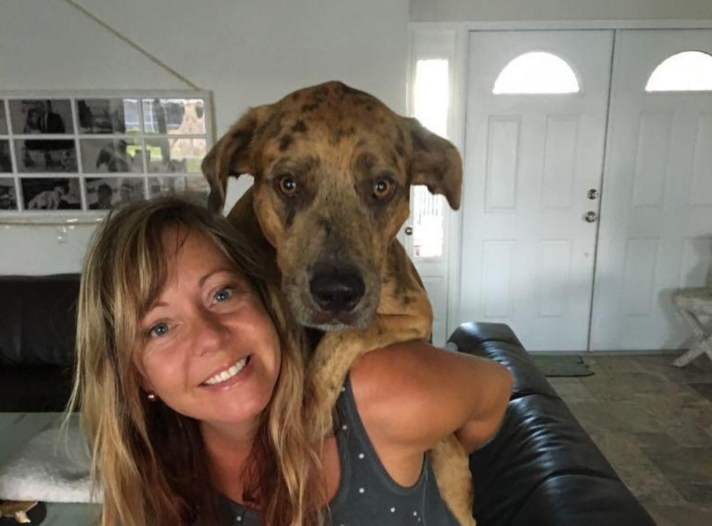 Home and Pet Sitting