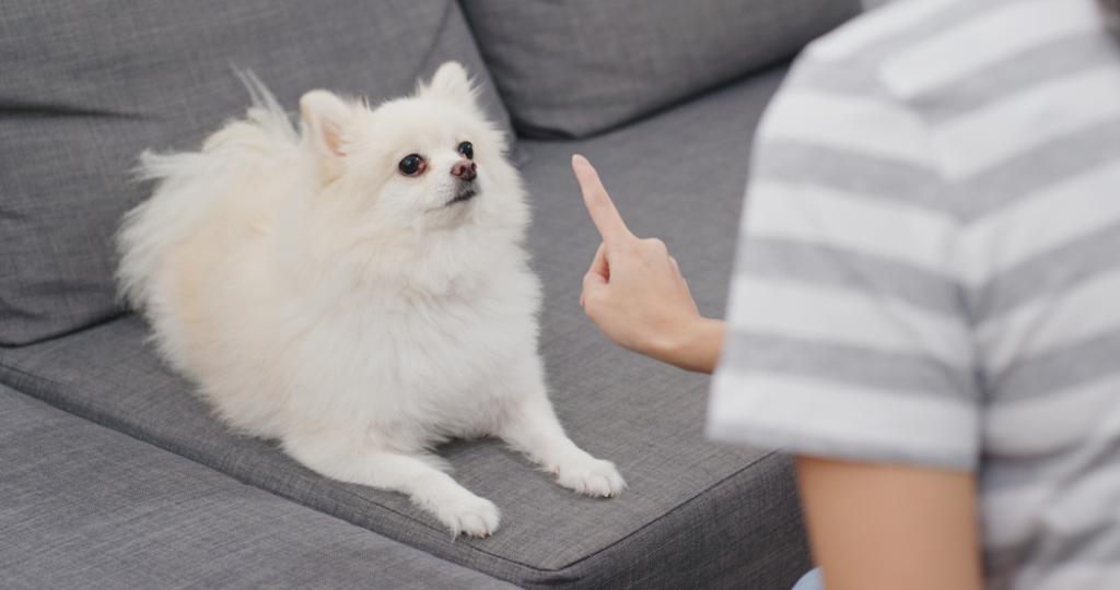 Dog Training