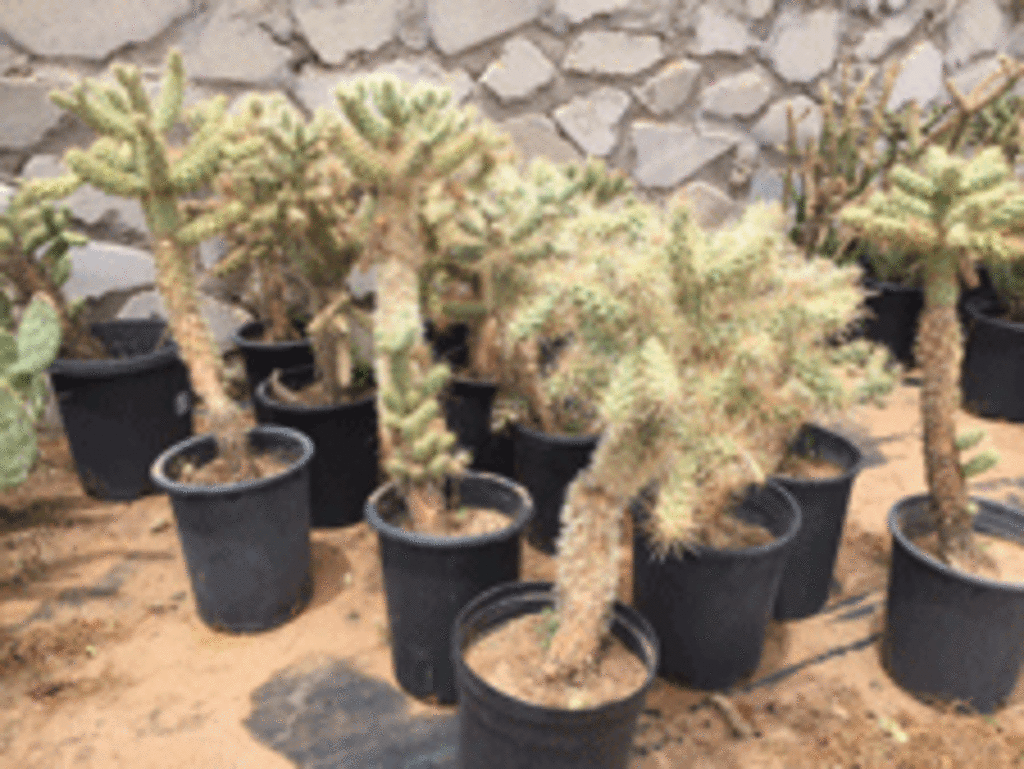 Gonzales Landscape and Irrigation