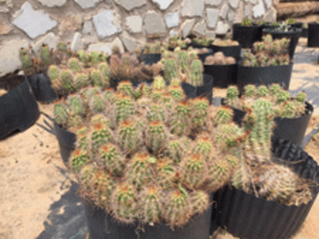 Gonzales Landscape and Irrigation