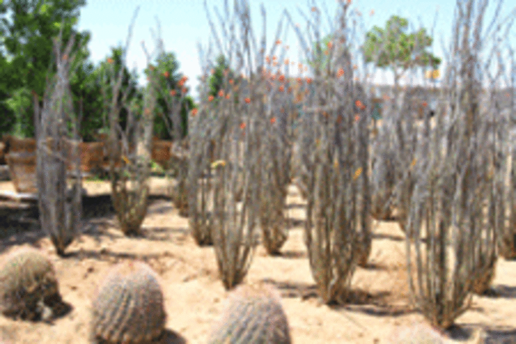 Gonzales Landscape and Irrigation
