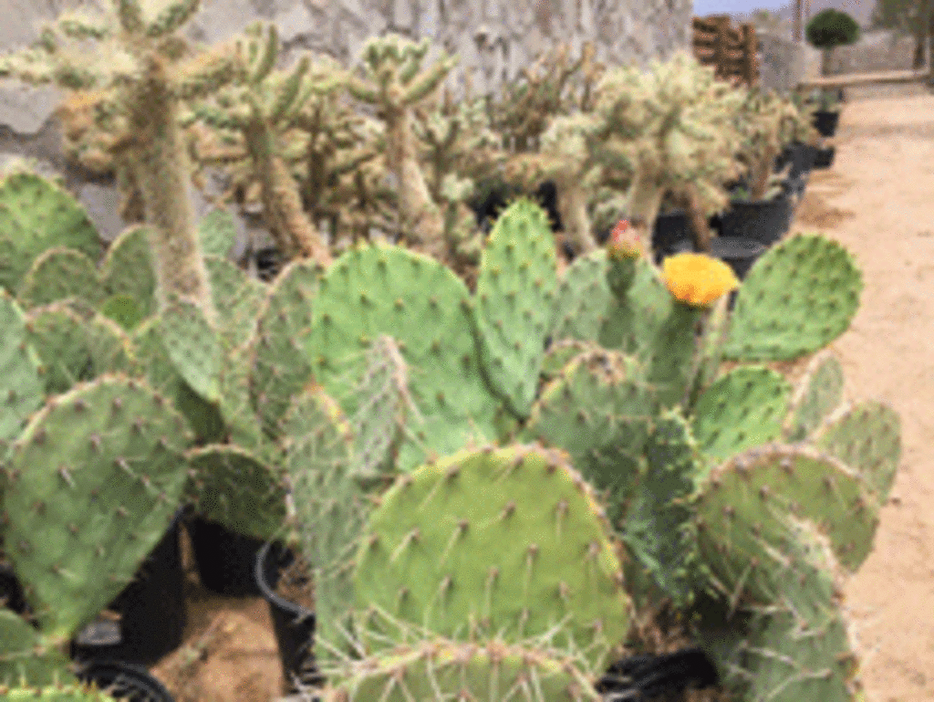 Gonzales Landscape and Irrigation