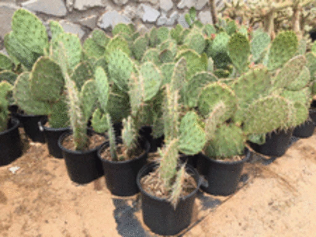 Gonzales Landscape and Irrigation