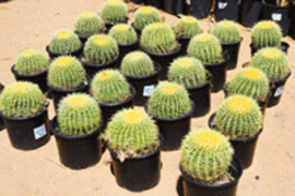 Gonzales Landscape and Irrigation
